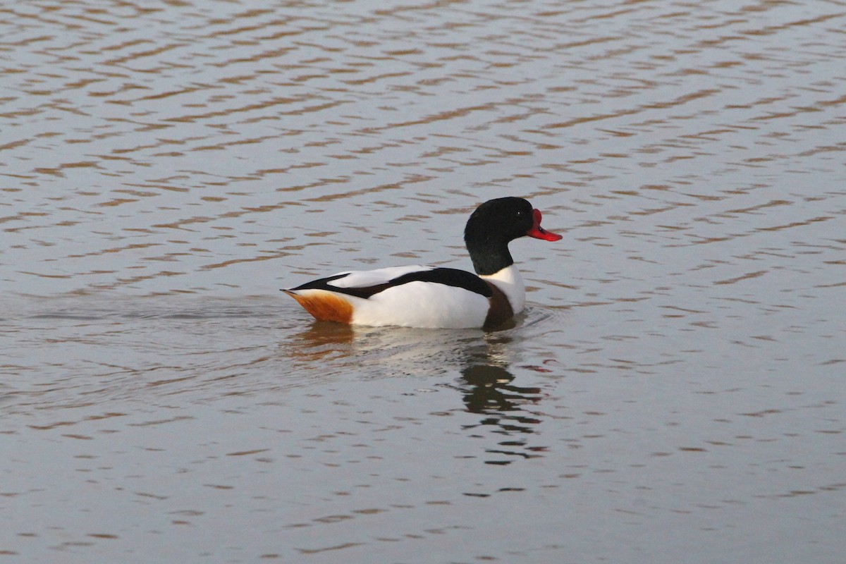 Tarro Blanco - ML647067678