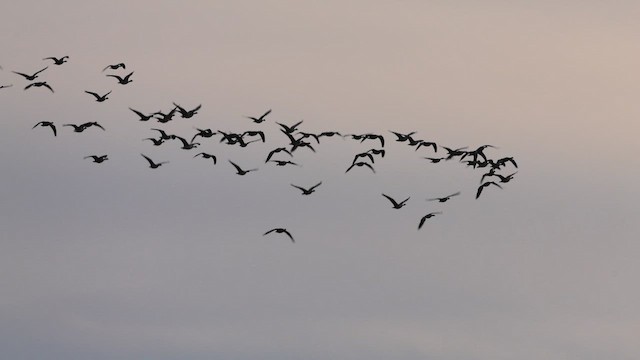 Canada Goose - ML647067680