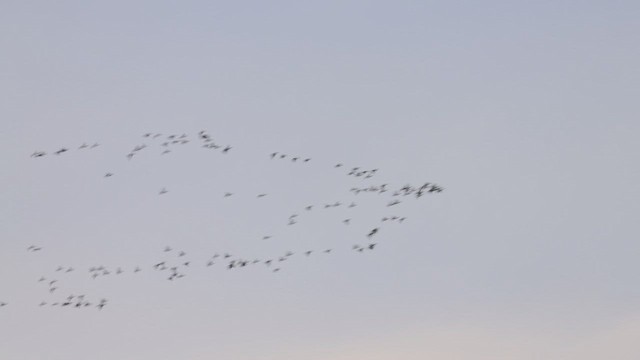 Canada Goose - ML647067682