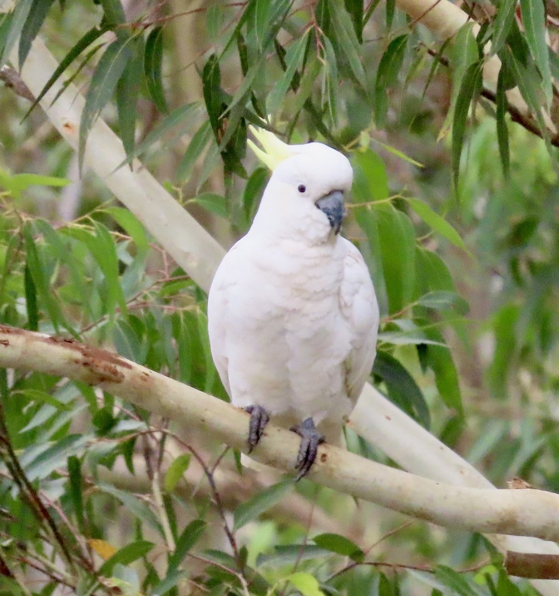 Какаду жовточубий - ML647067690