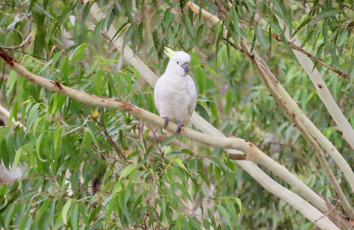 Какаду жовточубий - ML647067691