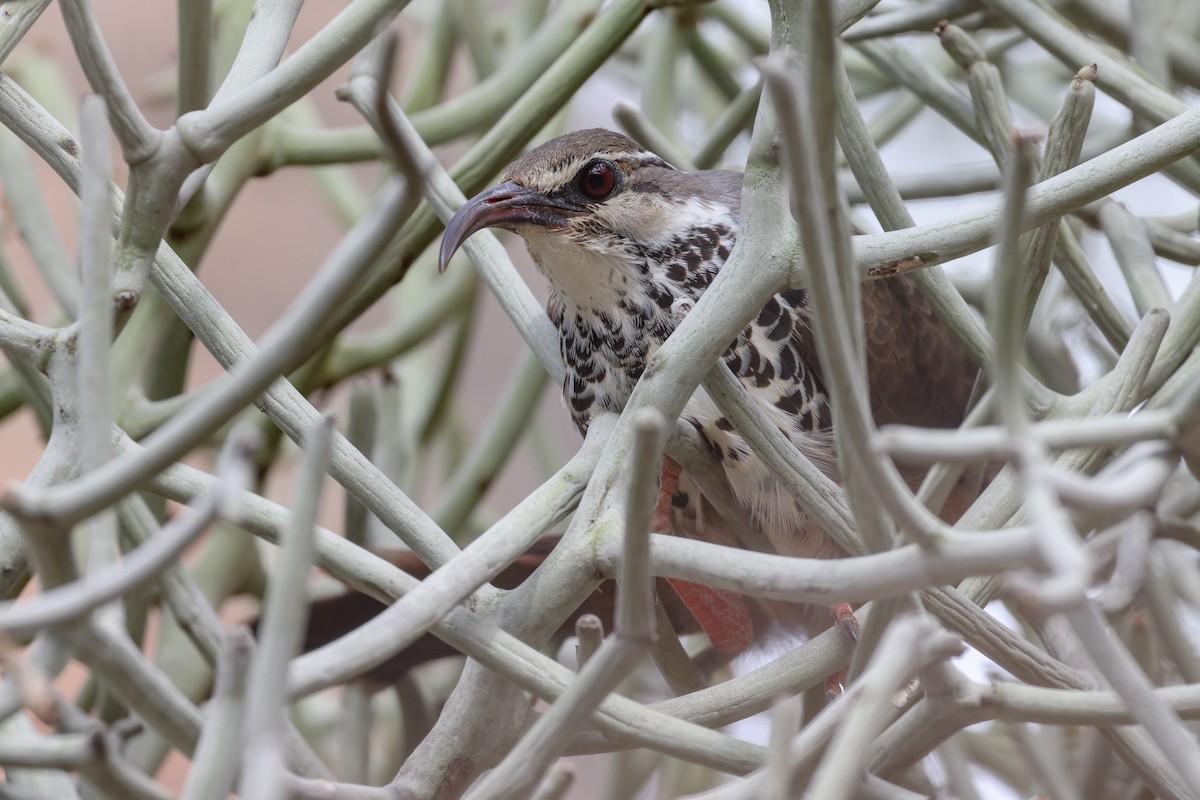 krumnebbmesitt - ML647067693