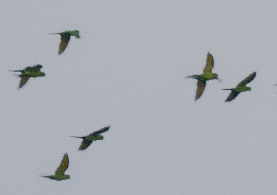 Аратинга червонолобий - ML647067706