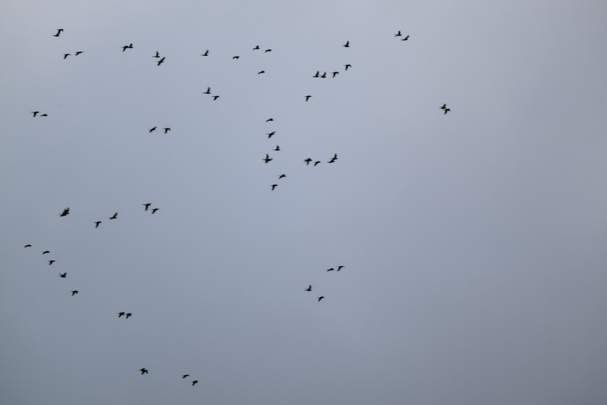 Аратинга червонолобий - ML647067707