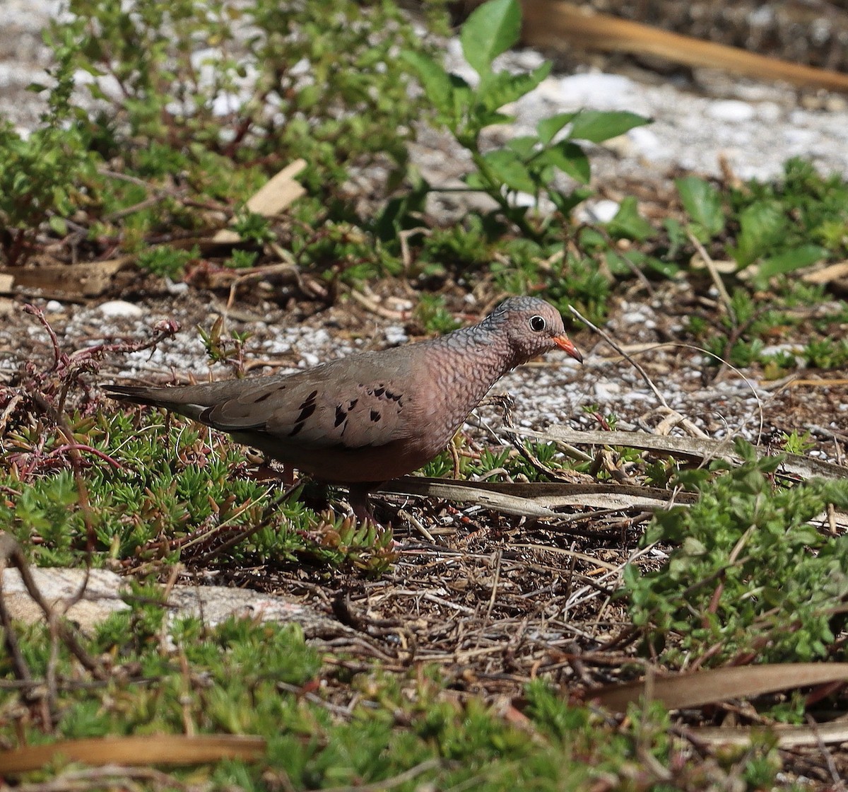 Common Ground Dove - ML647067716