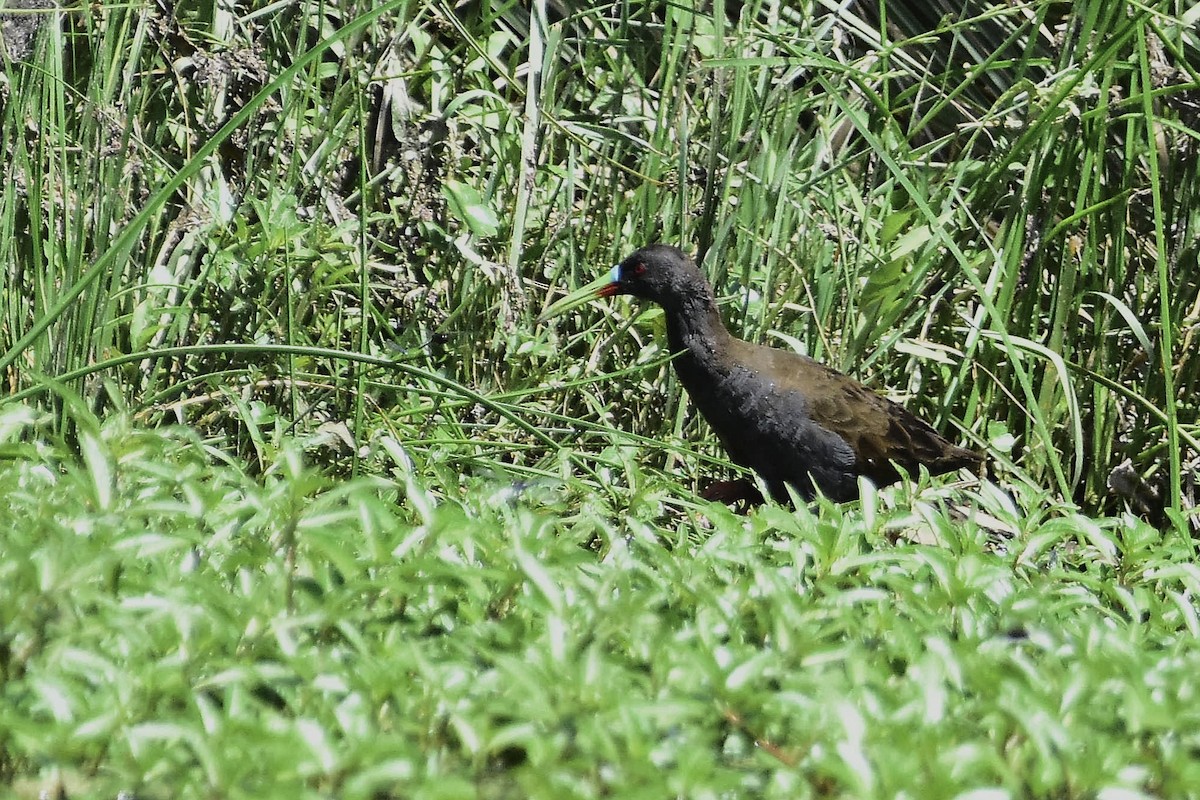 Kurşuni Sukılavuzu - ML647067719