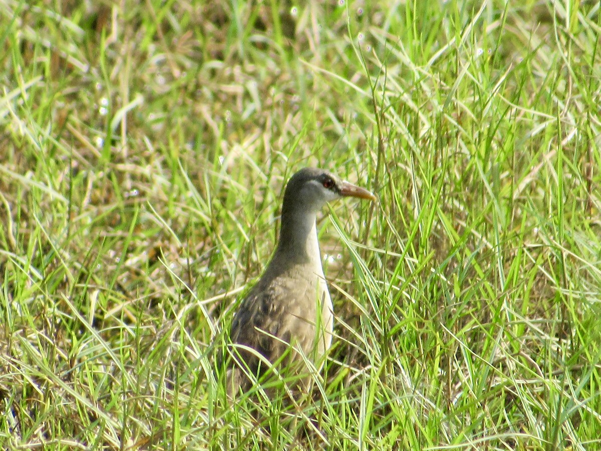 Râle cendré - ML647067722