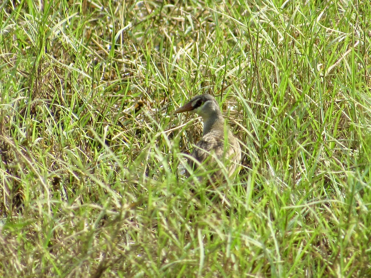 Râle cendré - ML647067723