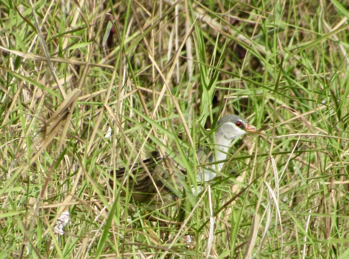 Râle cendré - ML647067724