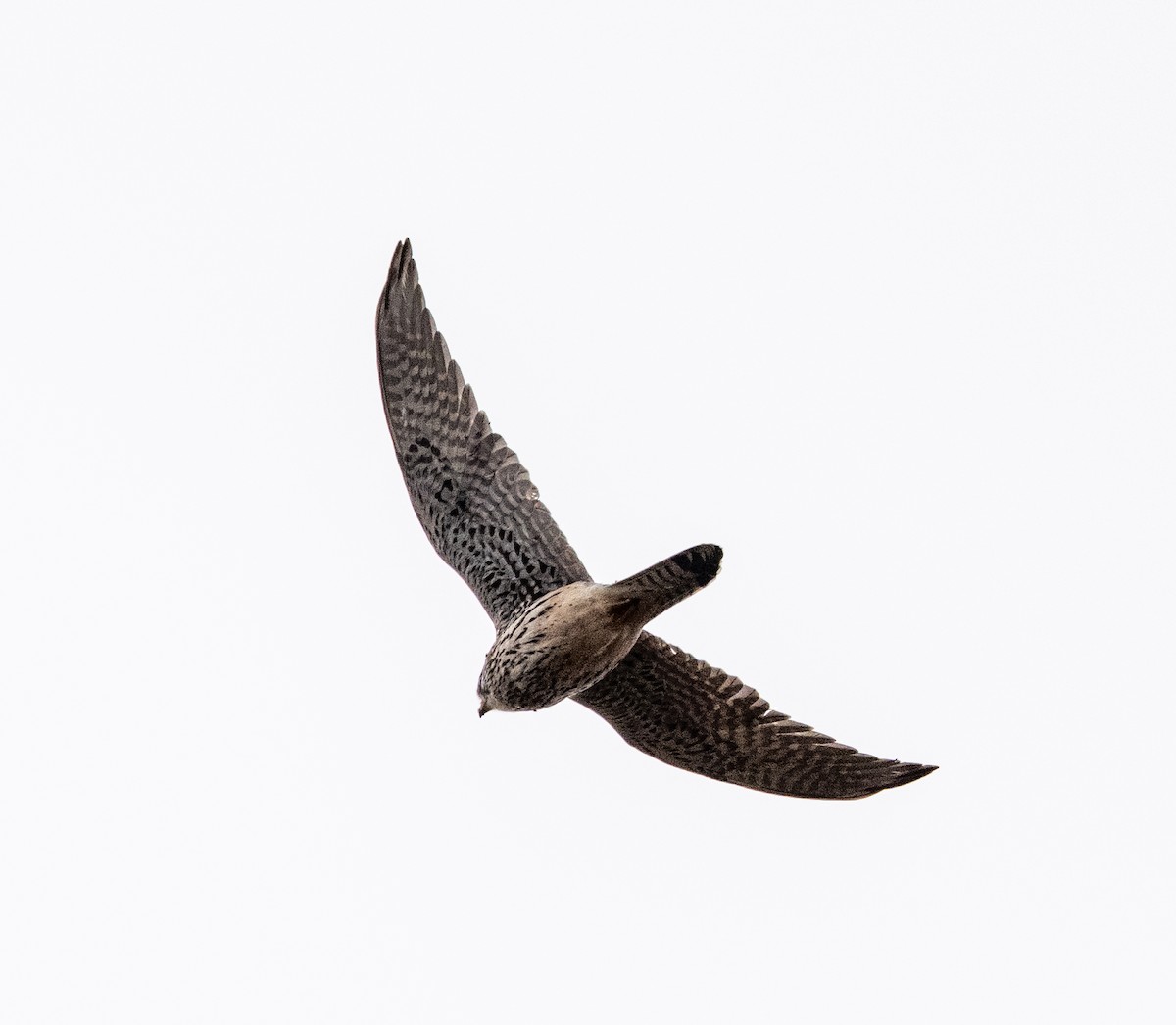 בז מצוי - ML647067725