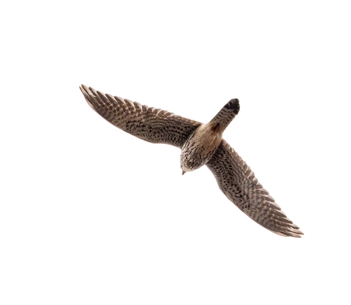 בז מצוי - ML647067727