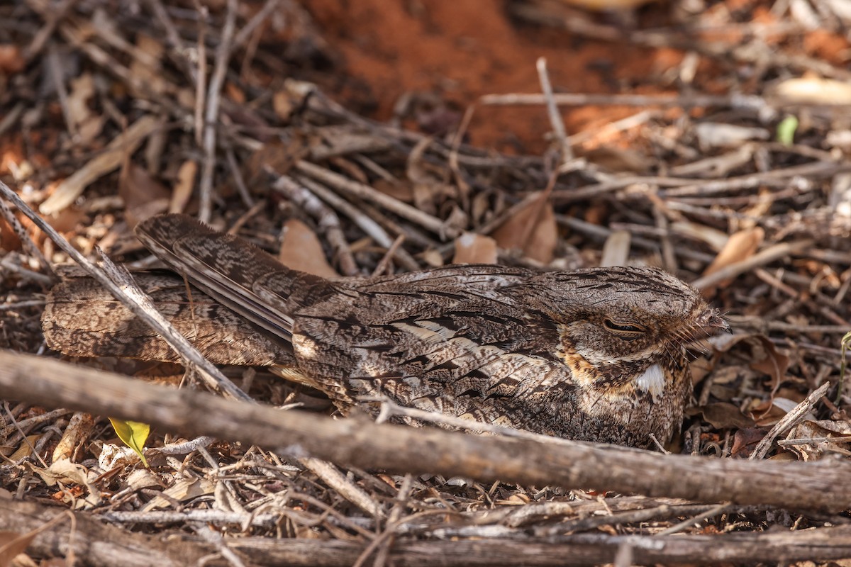 Madagascar Nightjar - ML647067734