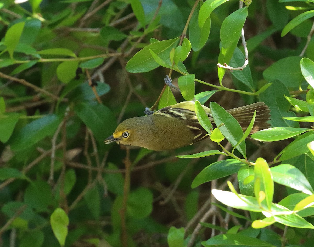 White-eyed Vireo - ML647067744
