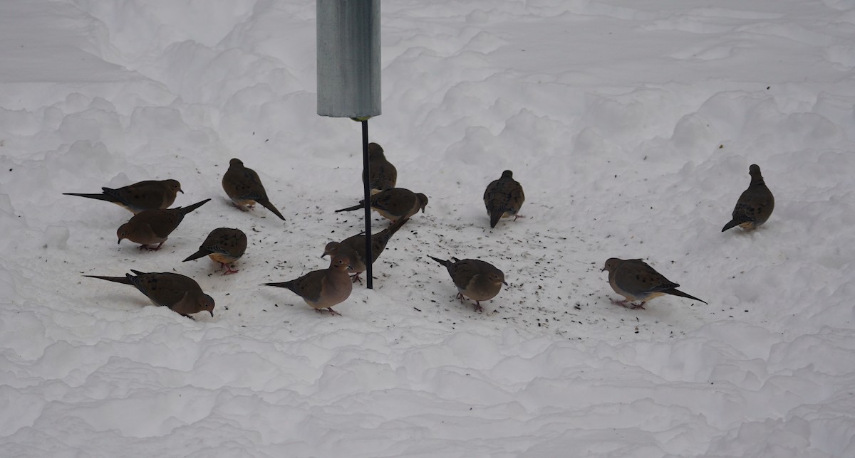 Mourning Dove - ML647067751