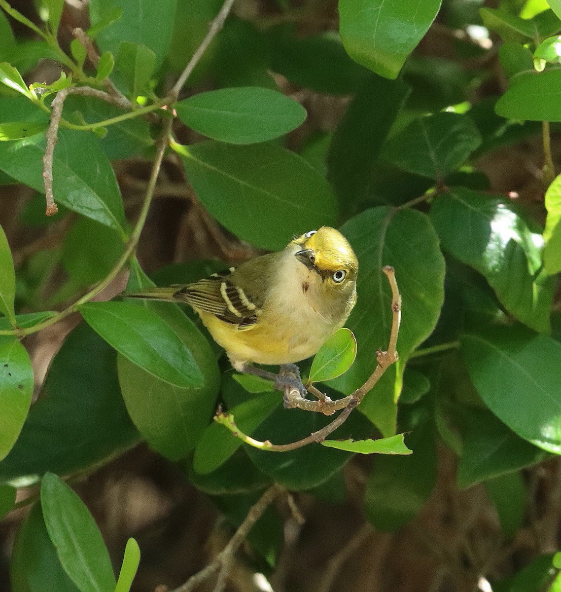White-eyed Vireo - ML647067752