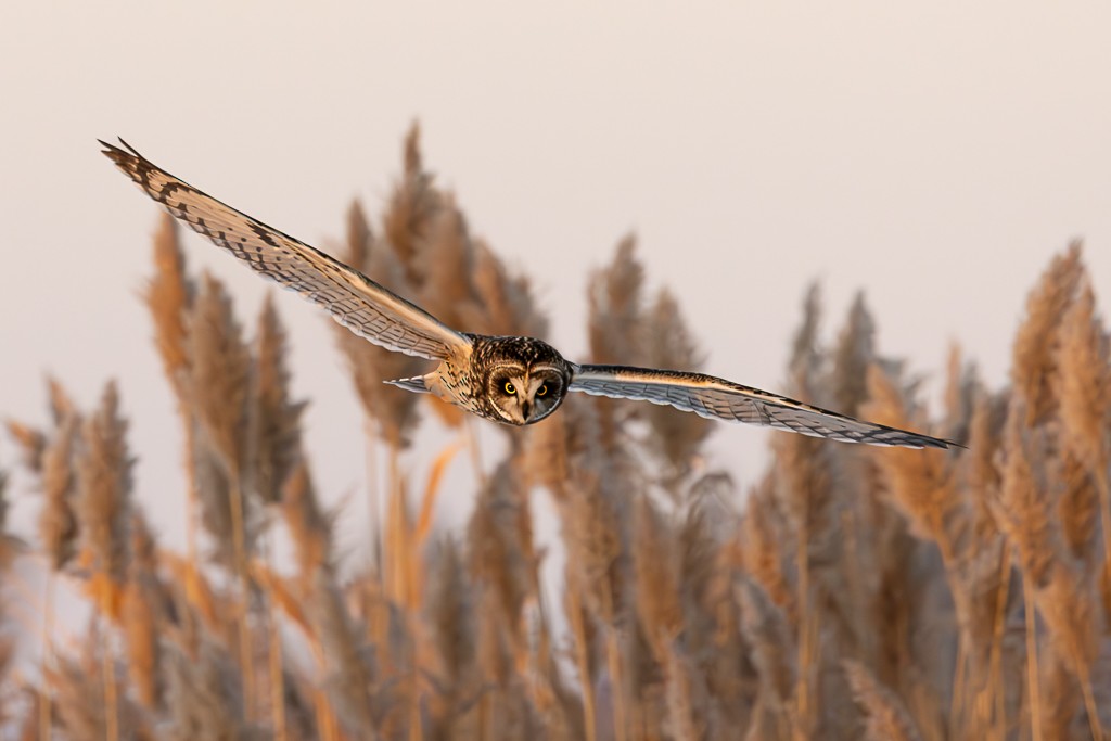 コミミズク - ML647067757