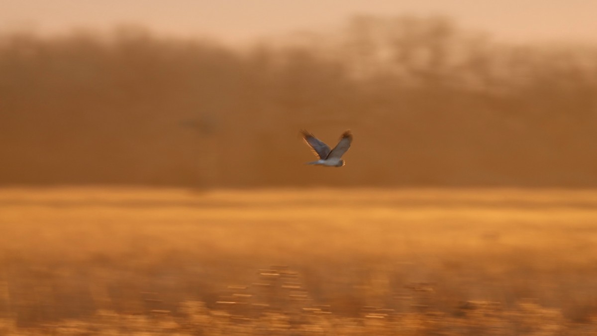 Northern Harrier - ML647067762