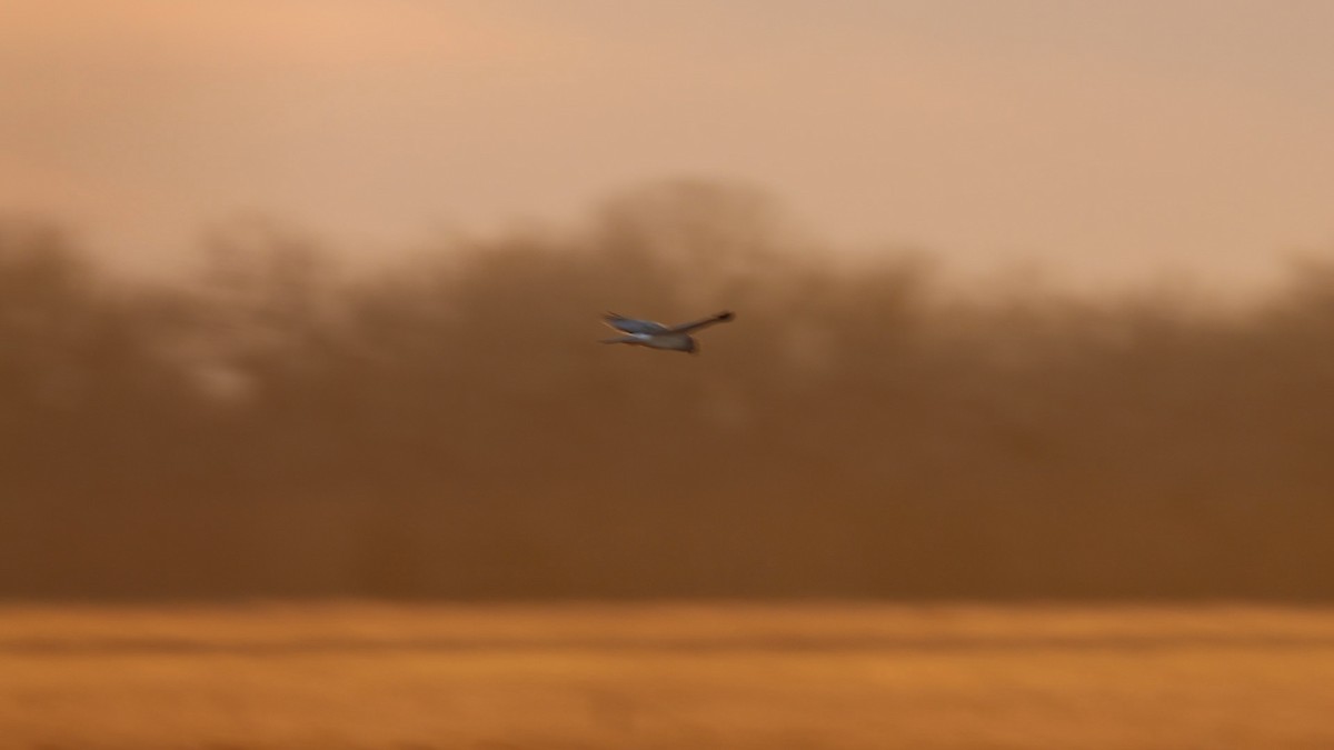 Northern Harrier - ML647067763