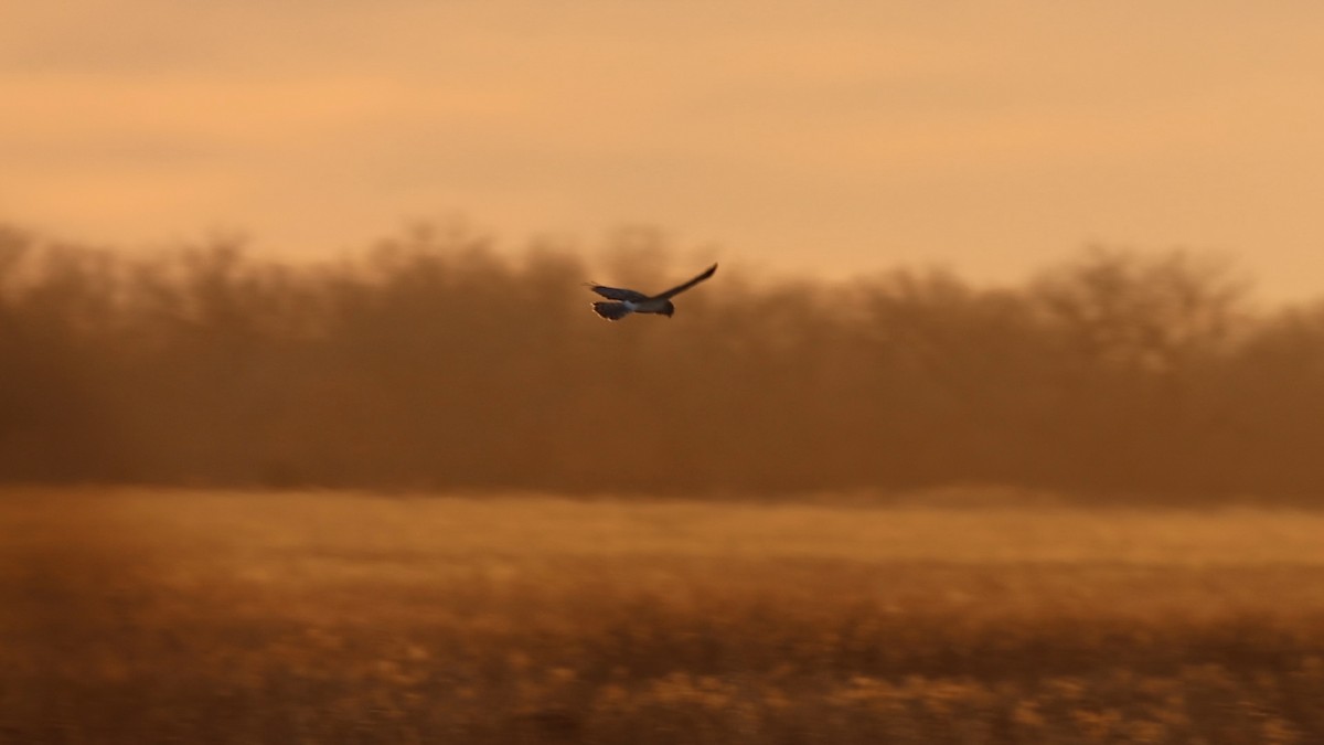 Northern Harrier - ML647067764