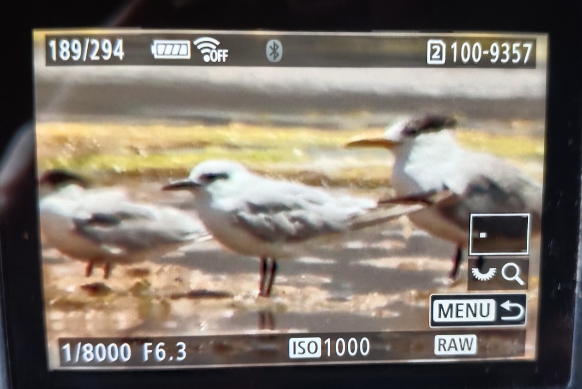 Gull-billed Tern - ML647067765