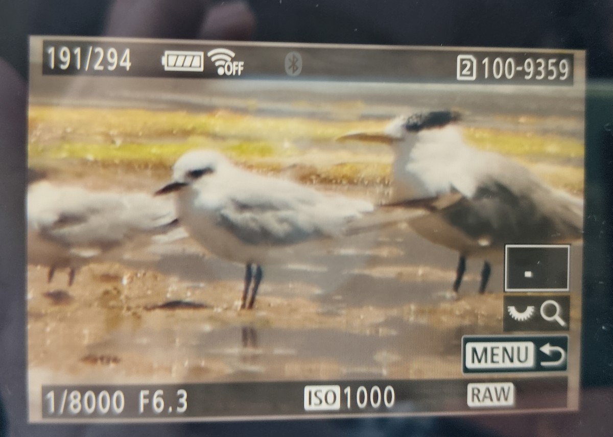 Gull-billed Tern - ML647067766