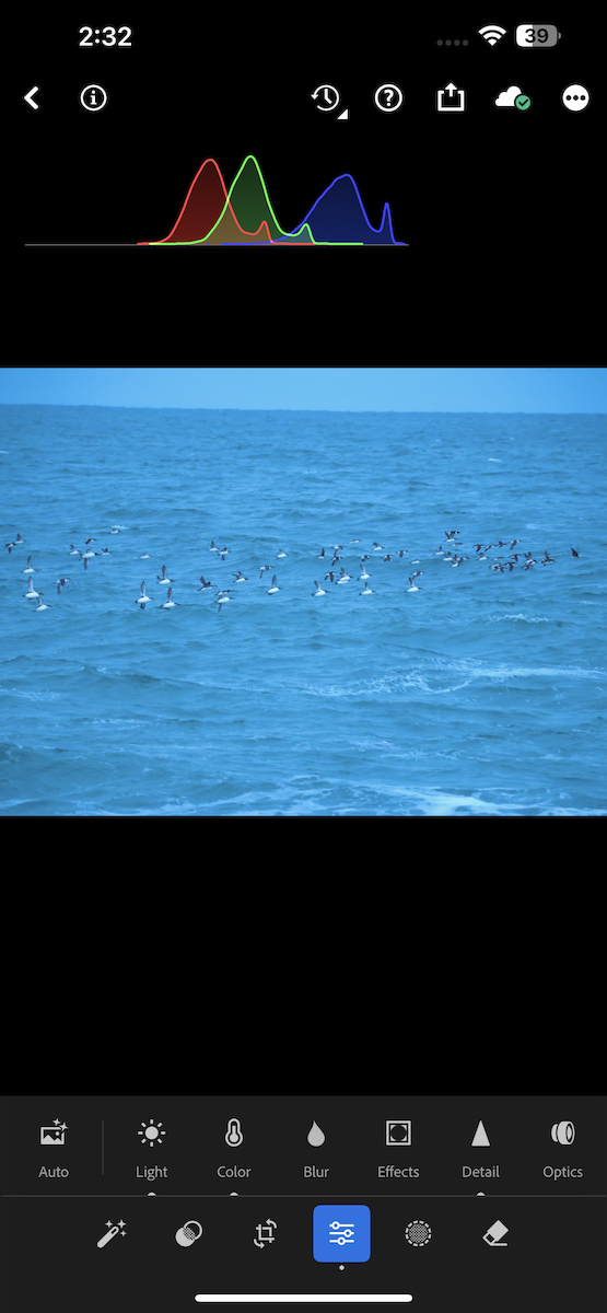 Толстоклювая кайра - ML647067789