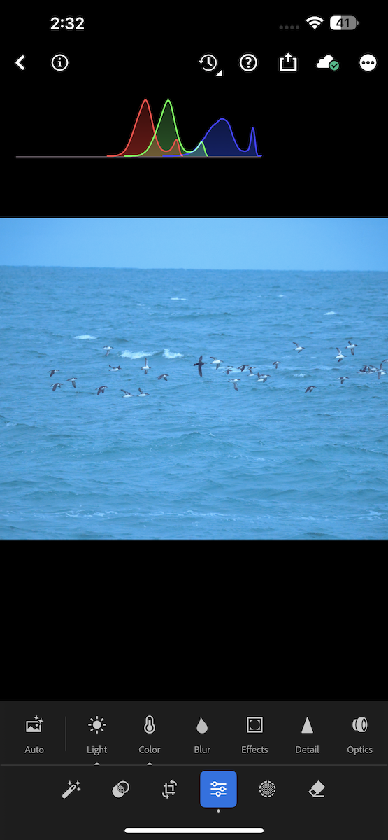 Толстоклювая кайра - ML647067790