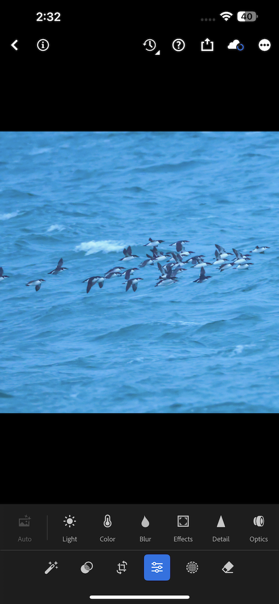 Толстоклювая кайра - ML647067791