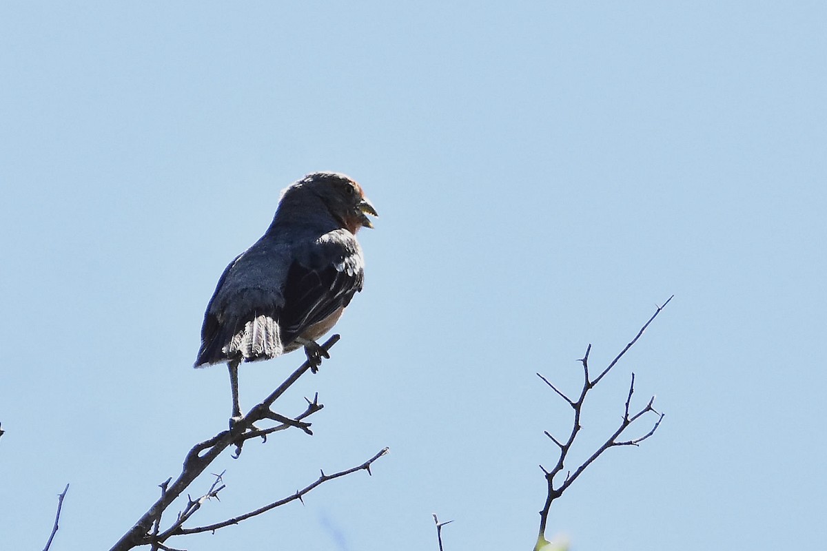 Рара червоновола - ML647067796