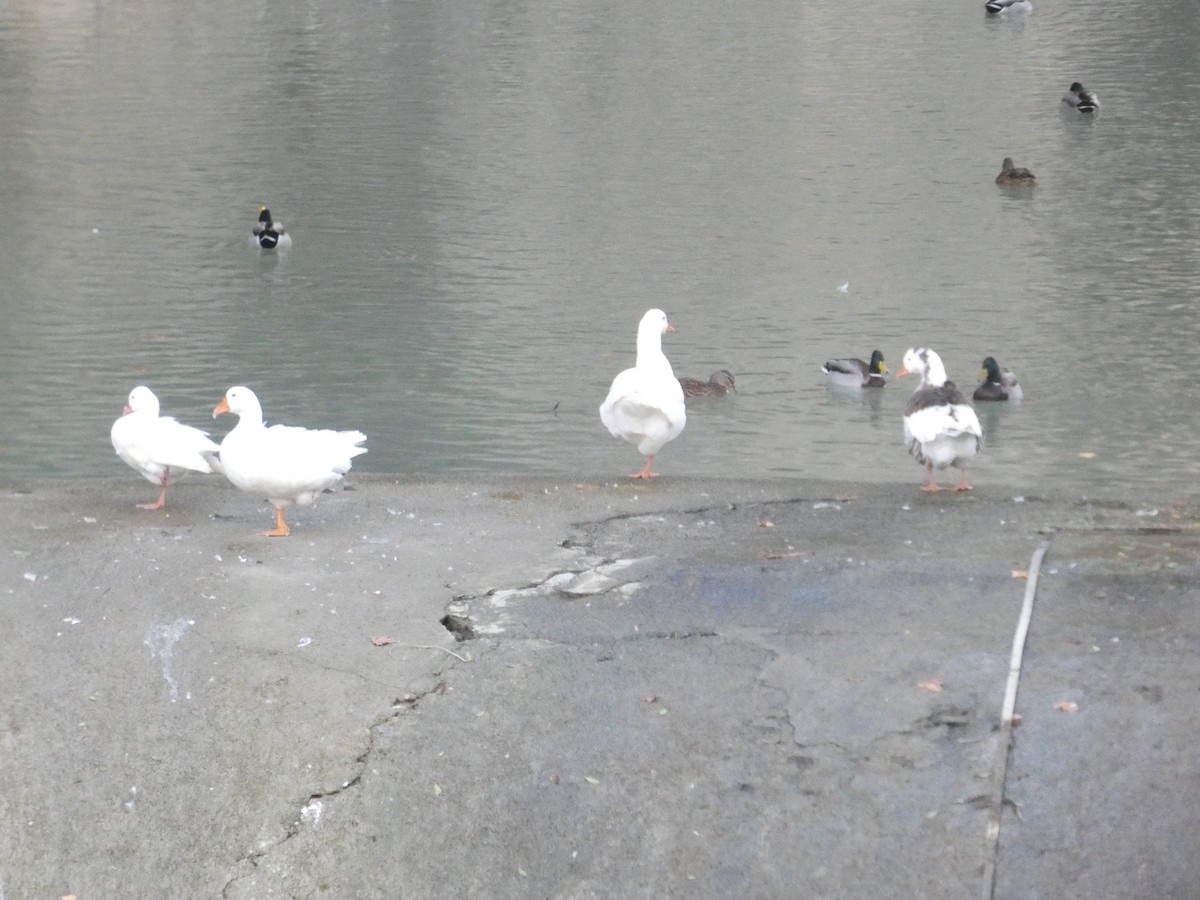 灰雁(馴化) - ML647067798