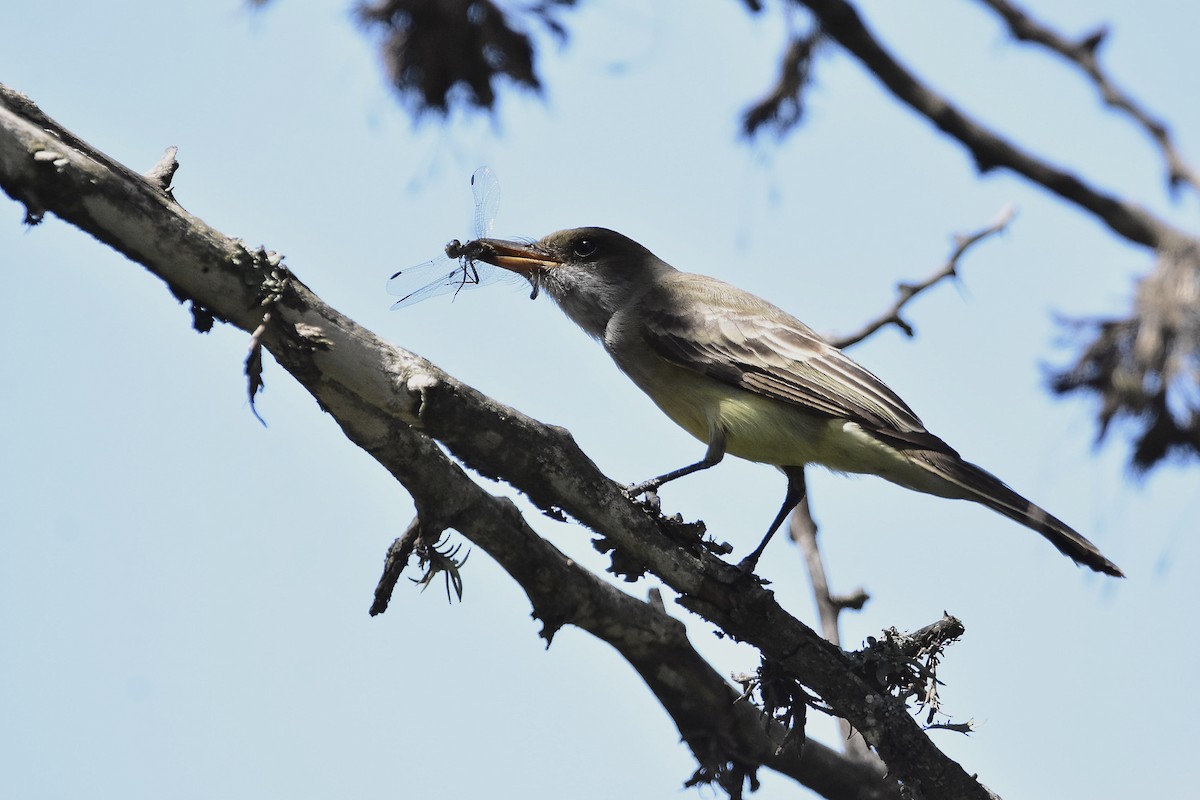 Swainson's Flycatcher - ML647067801