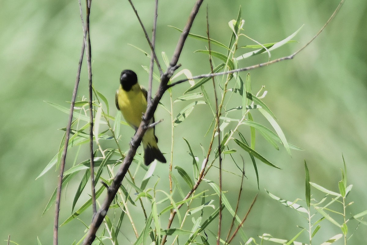 čížek jihoamerický - ML647067818