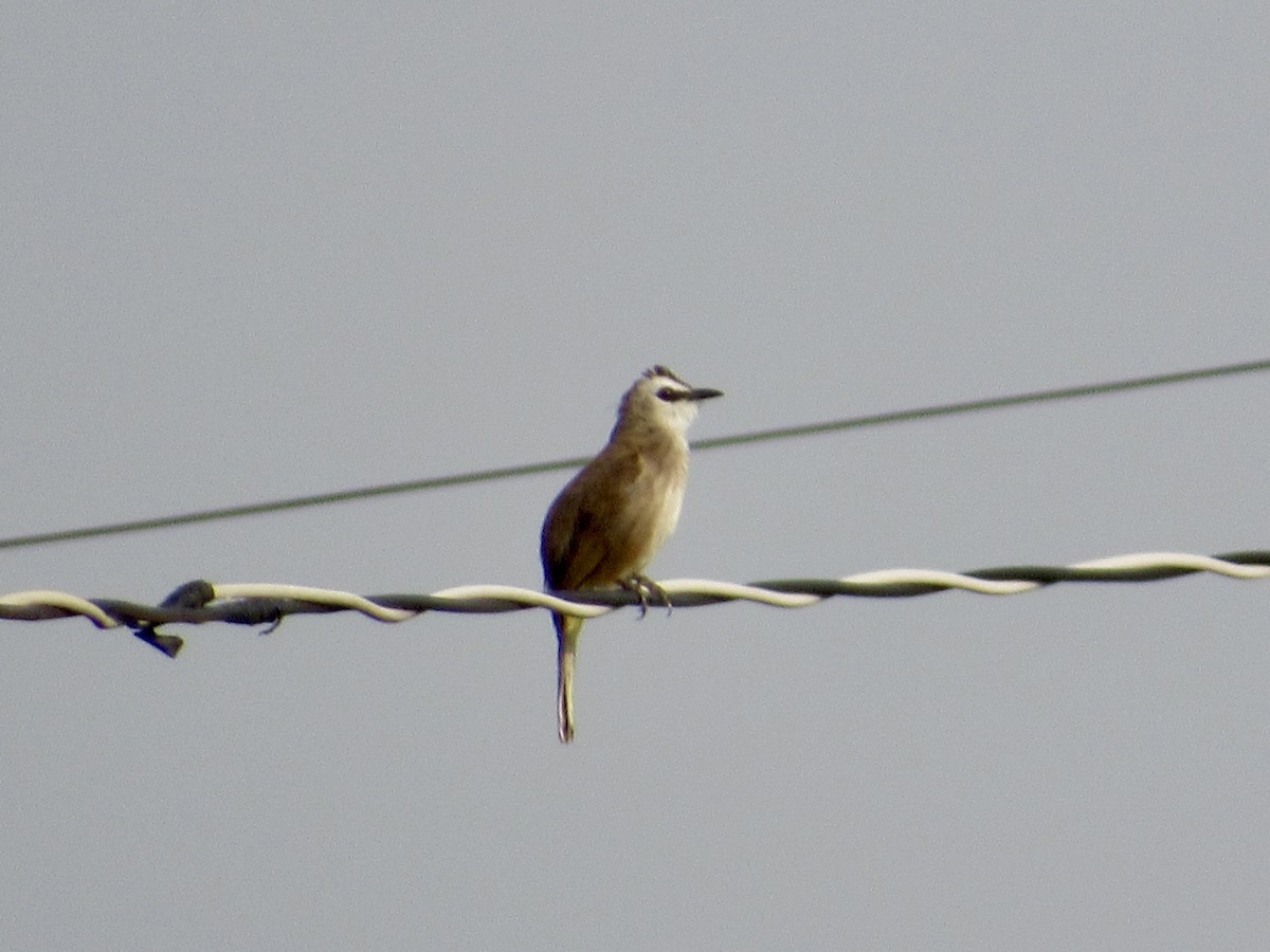 Yellow-vented Bulbul (Sunda) - ML647067820