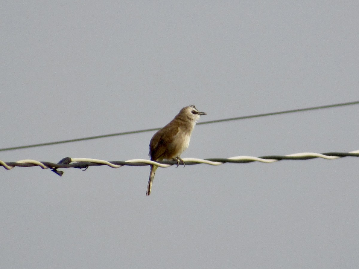 Yellow-vented Bulbul (Sunda) - ML647067821