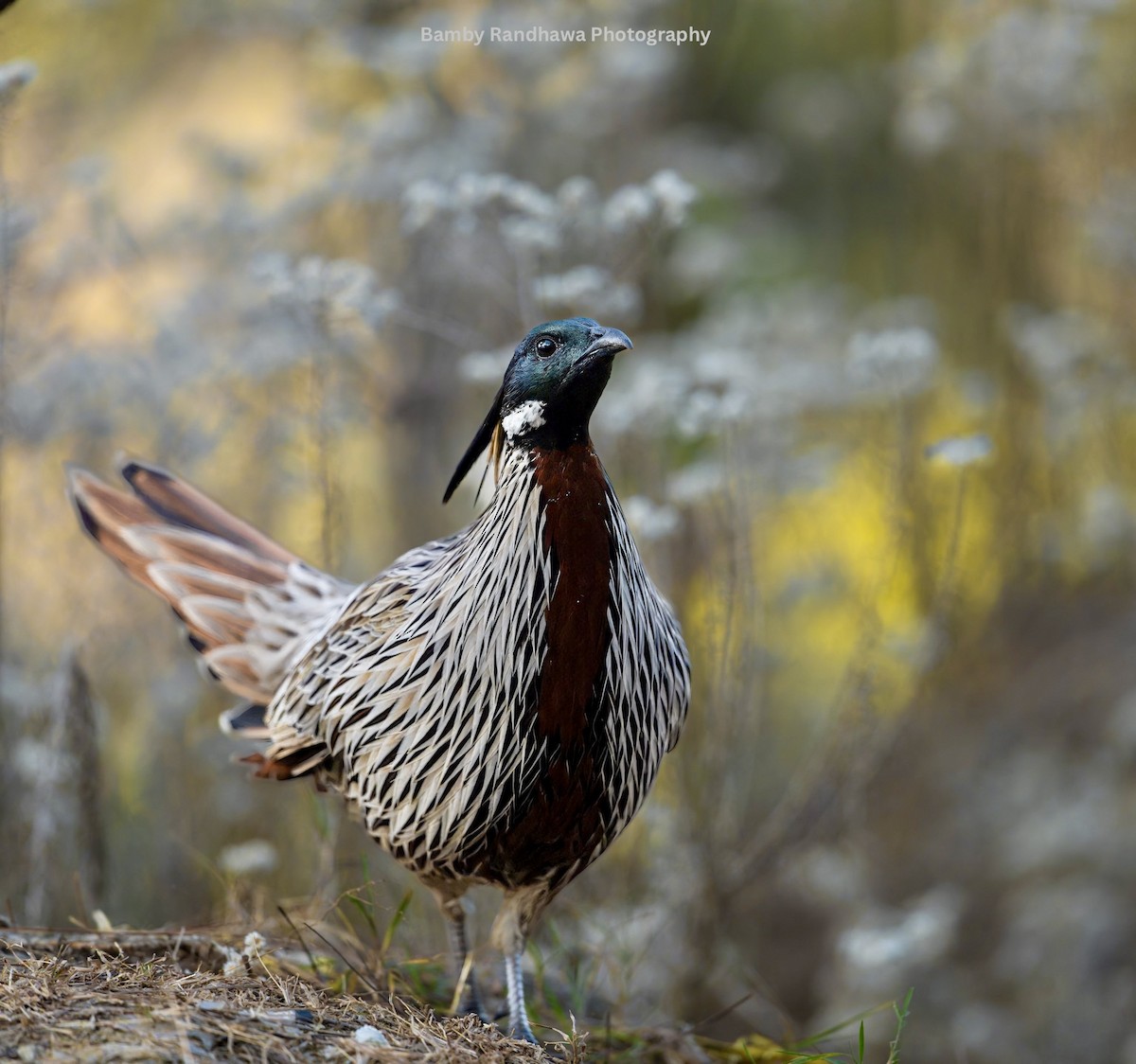 Koklass Pheasant - ML647067823