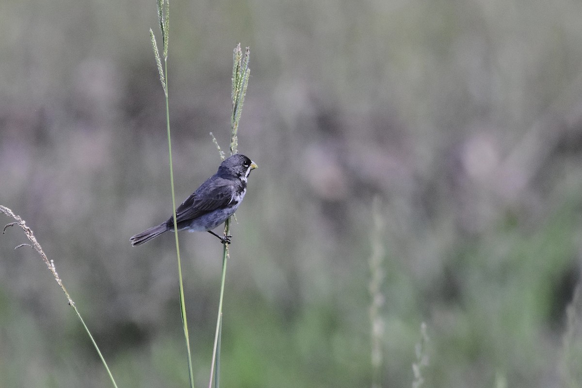 Double-collared Seedeater - ML647067828