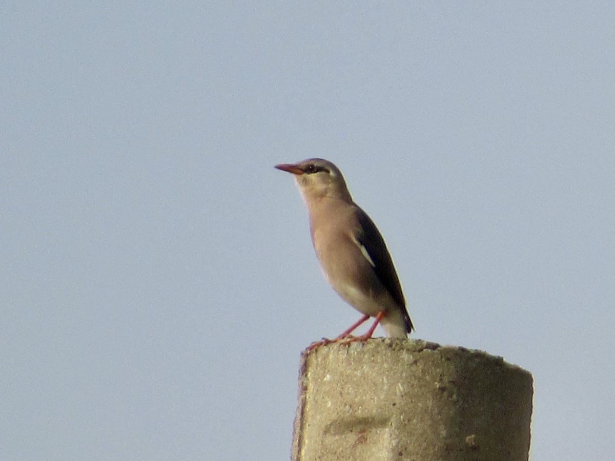 Vinous-breasted Myna - ML647067837