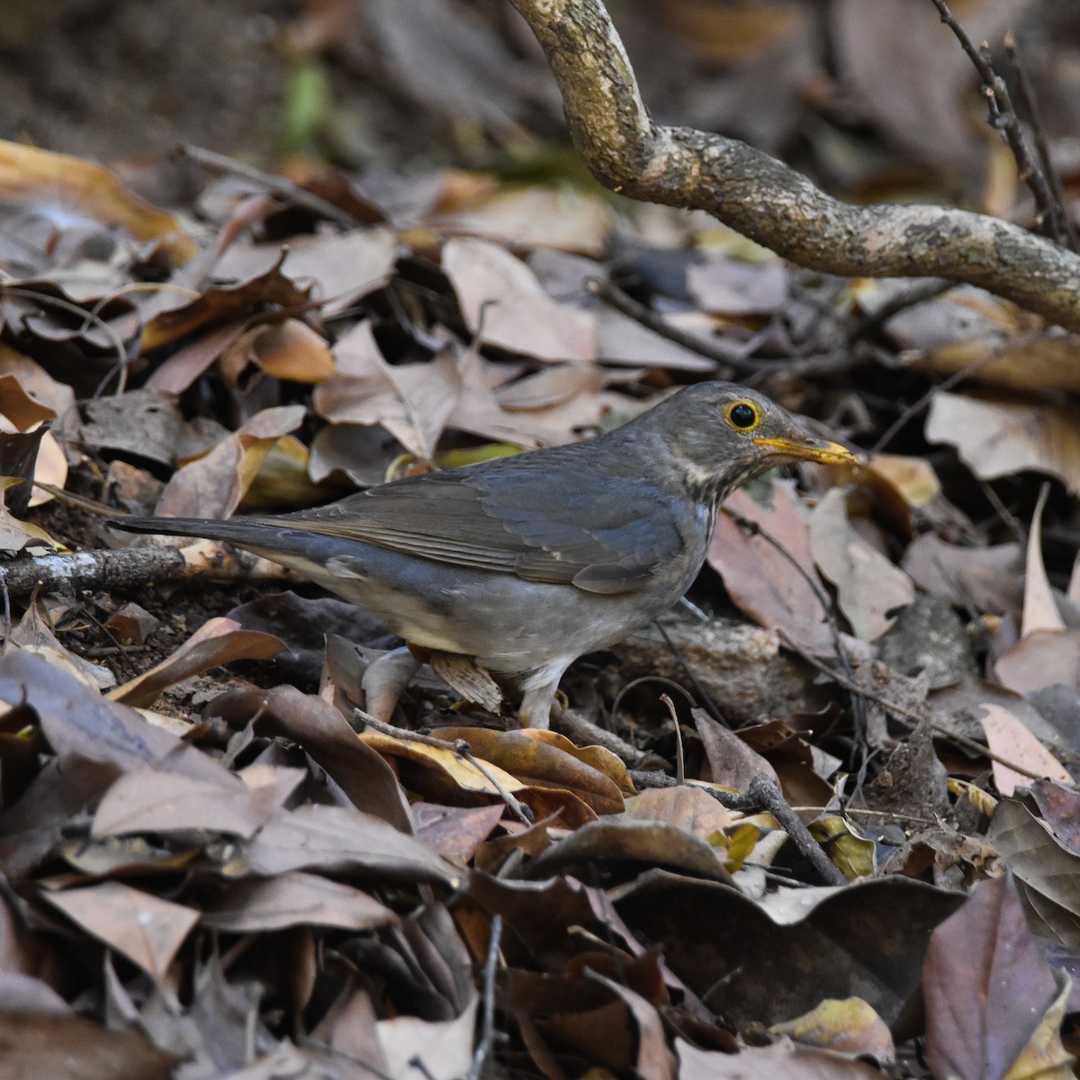 drozd severoindický - ML647067844