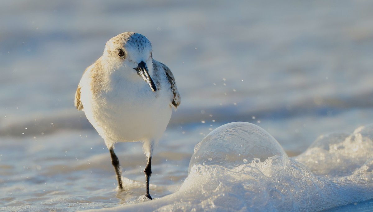 Гурвалж элсэг - ML647067845
