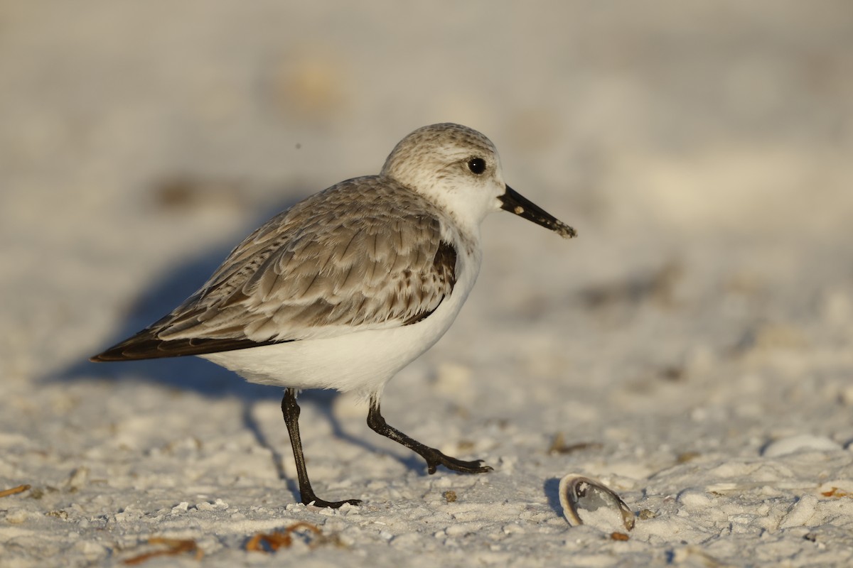 Гурвалж элсэг - ML647067846