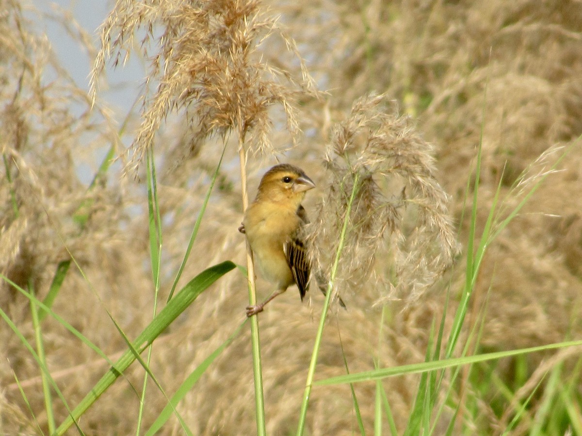 Ткачик золоточеревий - ML647067849