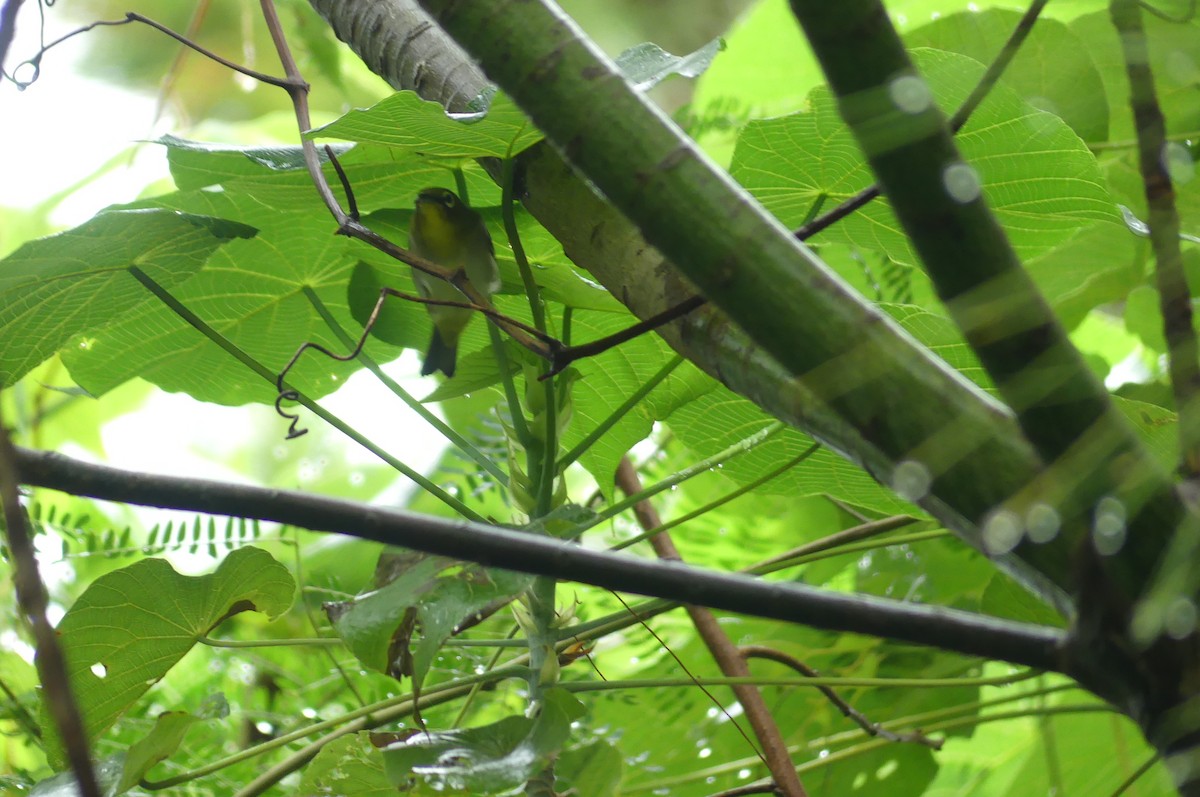 Warbling White-eye - ML647067850
