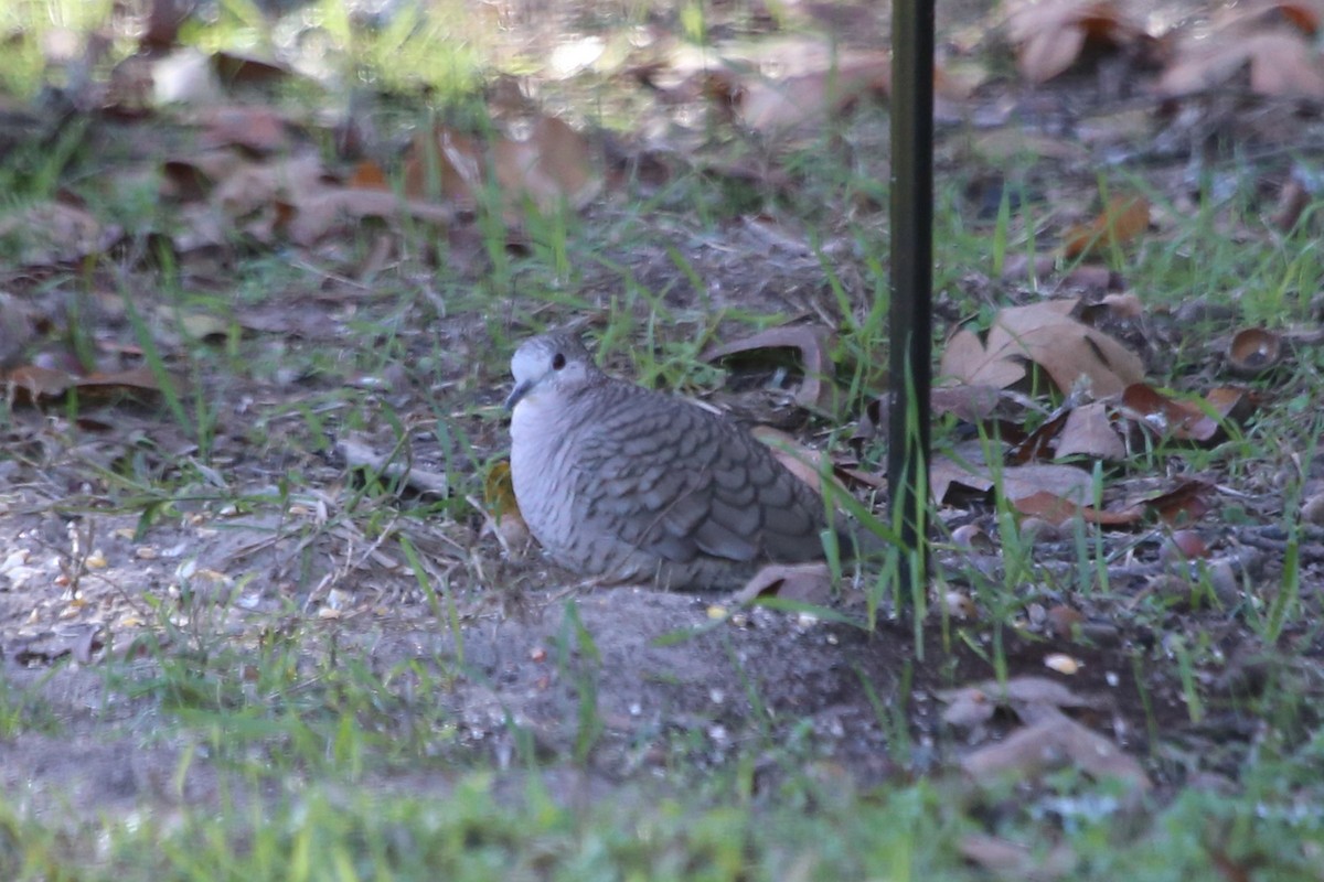 holoubek mexický - ML647067855
