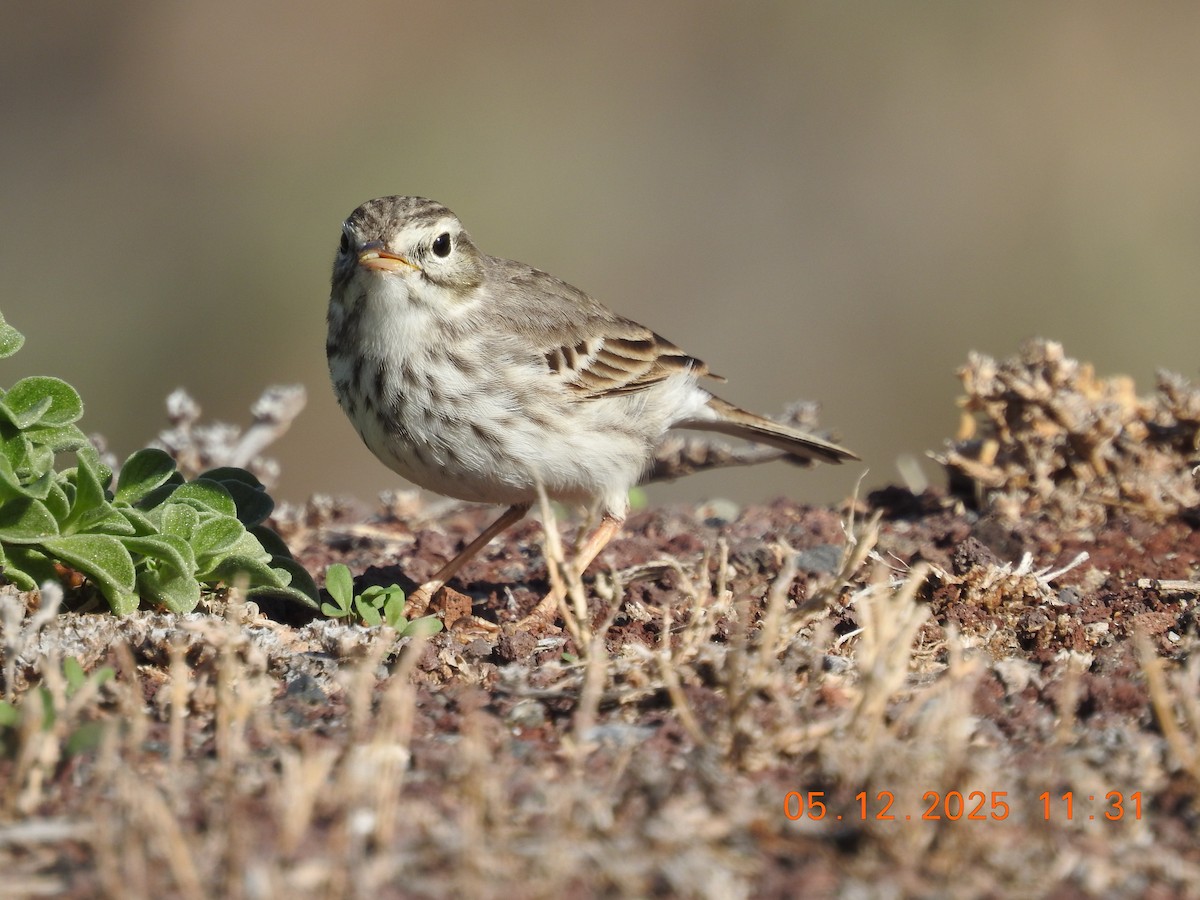 Berthelot's Pipit - ML647067856