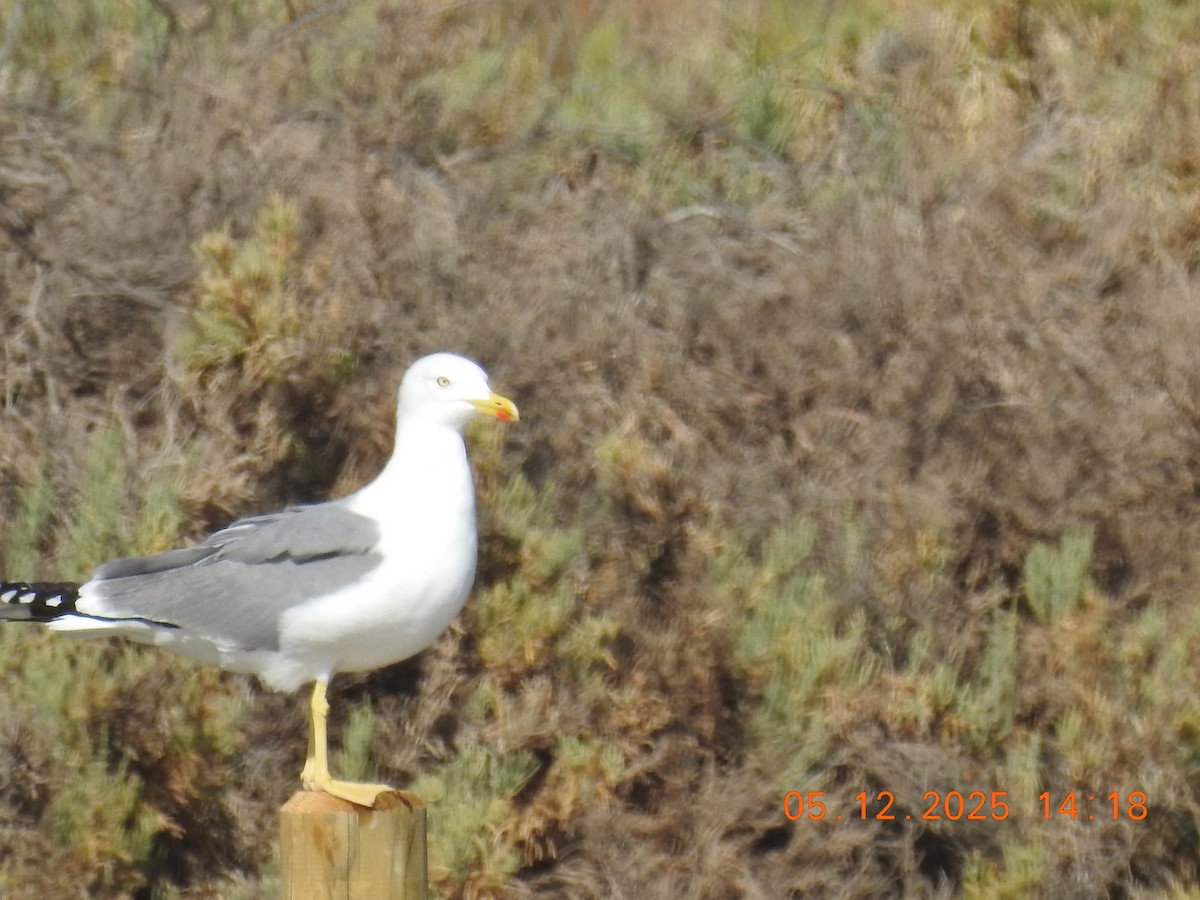 Yellow-legged Gull - ML647067859