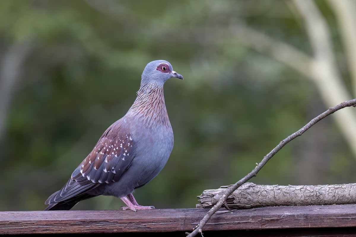 Speckled Pigeon - ML647067861