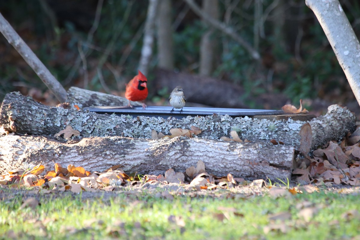 Northern Cardinal (Common) - ML647067874