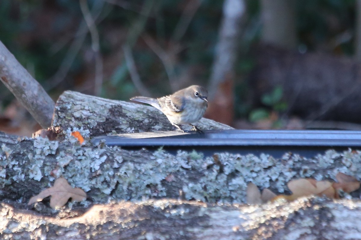 Yellow-rumped Warbler (Myrtle) - ML647067877