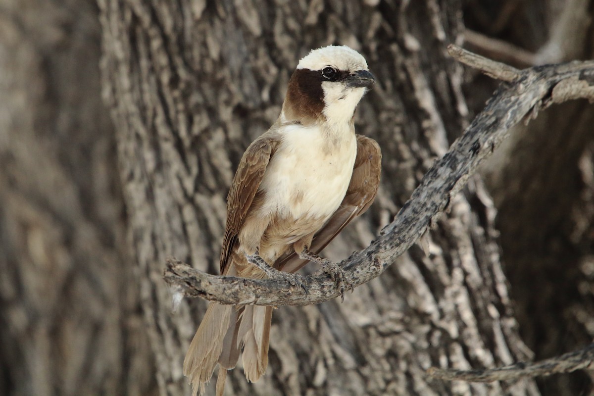 Ak Taçlı Örümcekkuşu - ML647067882