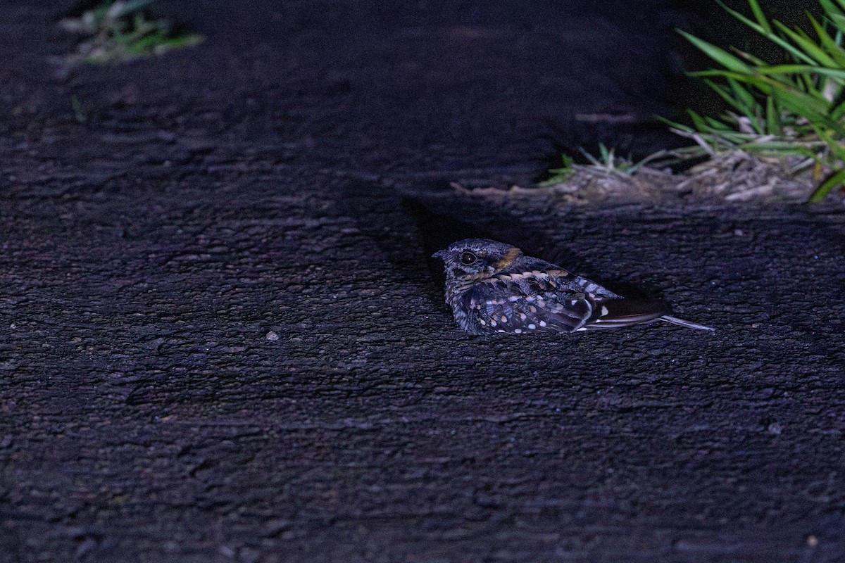 Engoulevent à queue en ciseaux - ML647067883